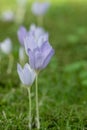 Kotschys Crocus kotschyanus pale lilac-blue flowers